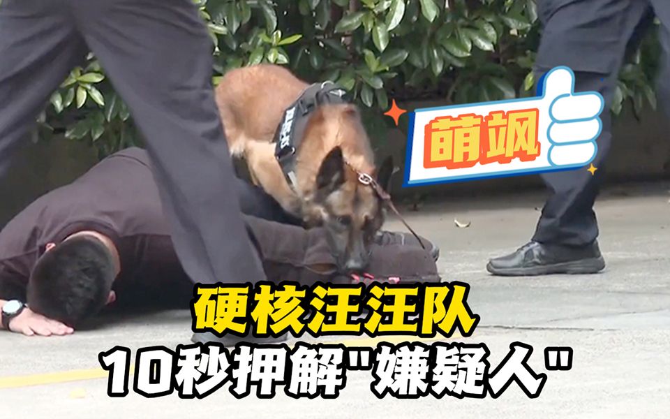 萌飒！上海警犬大比武 夺刀押解全程不到10秒