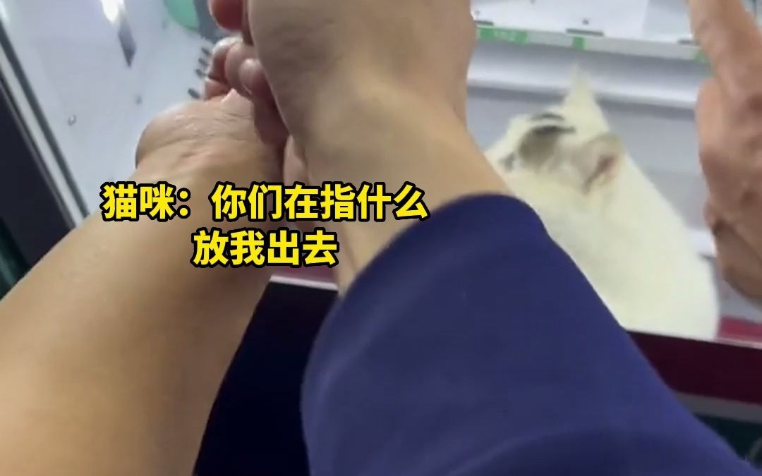 消防员自助售卖机买零食，零食竟卡在里面，猫咪被迫上岗一脸茫然