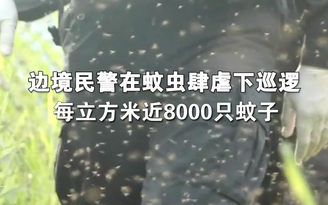 每立方米近8000只蚊子，边境民警和警犬在蚊虫肆虐下巡逻。辛苦了！