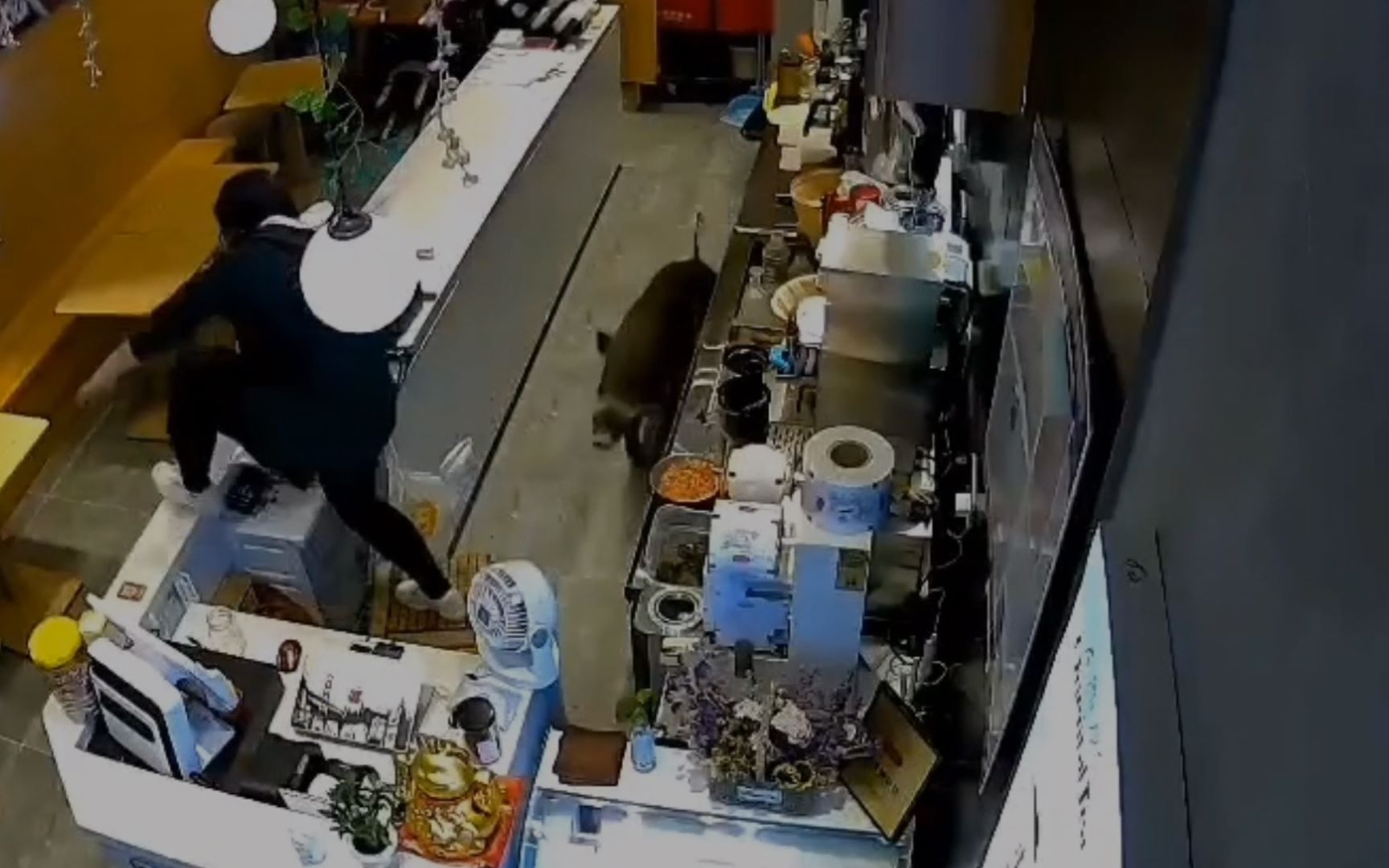 南京一商场奶茶店窜进野猪吓坏店员 野猪随后这一动作惊呆网友