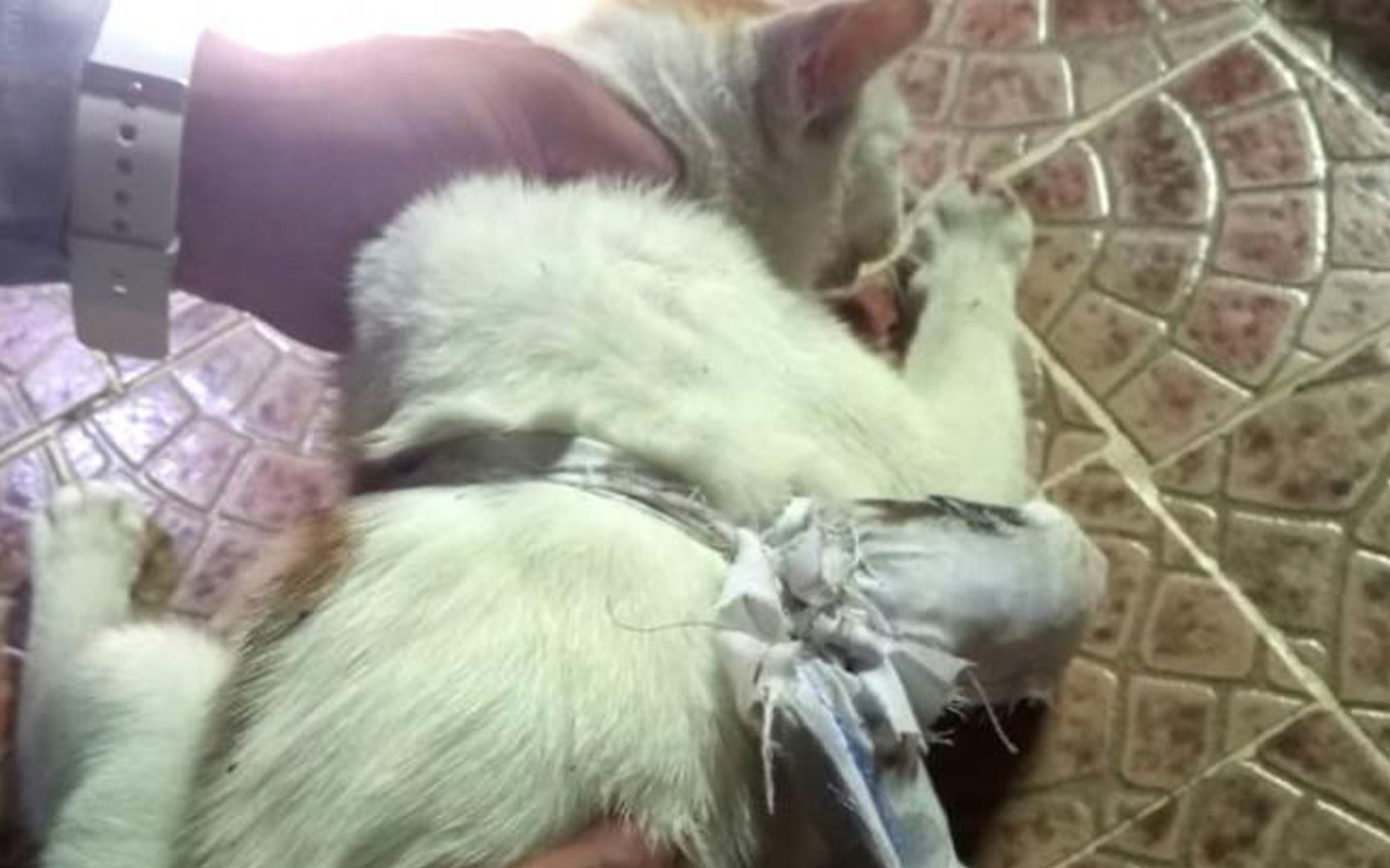 猫赃俱获！巴拿马一只白猫向监狱运毒被当场抓获