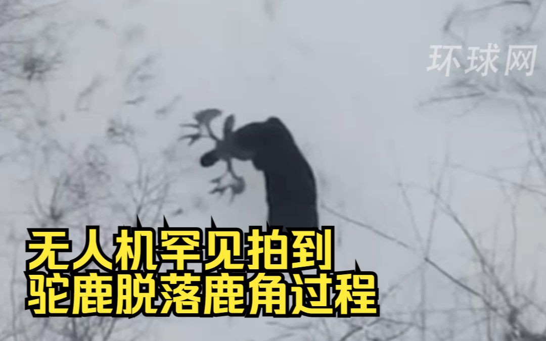 无人机罕见拍到驼鹿脱落鹿角过程