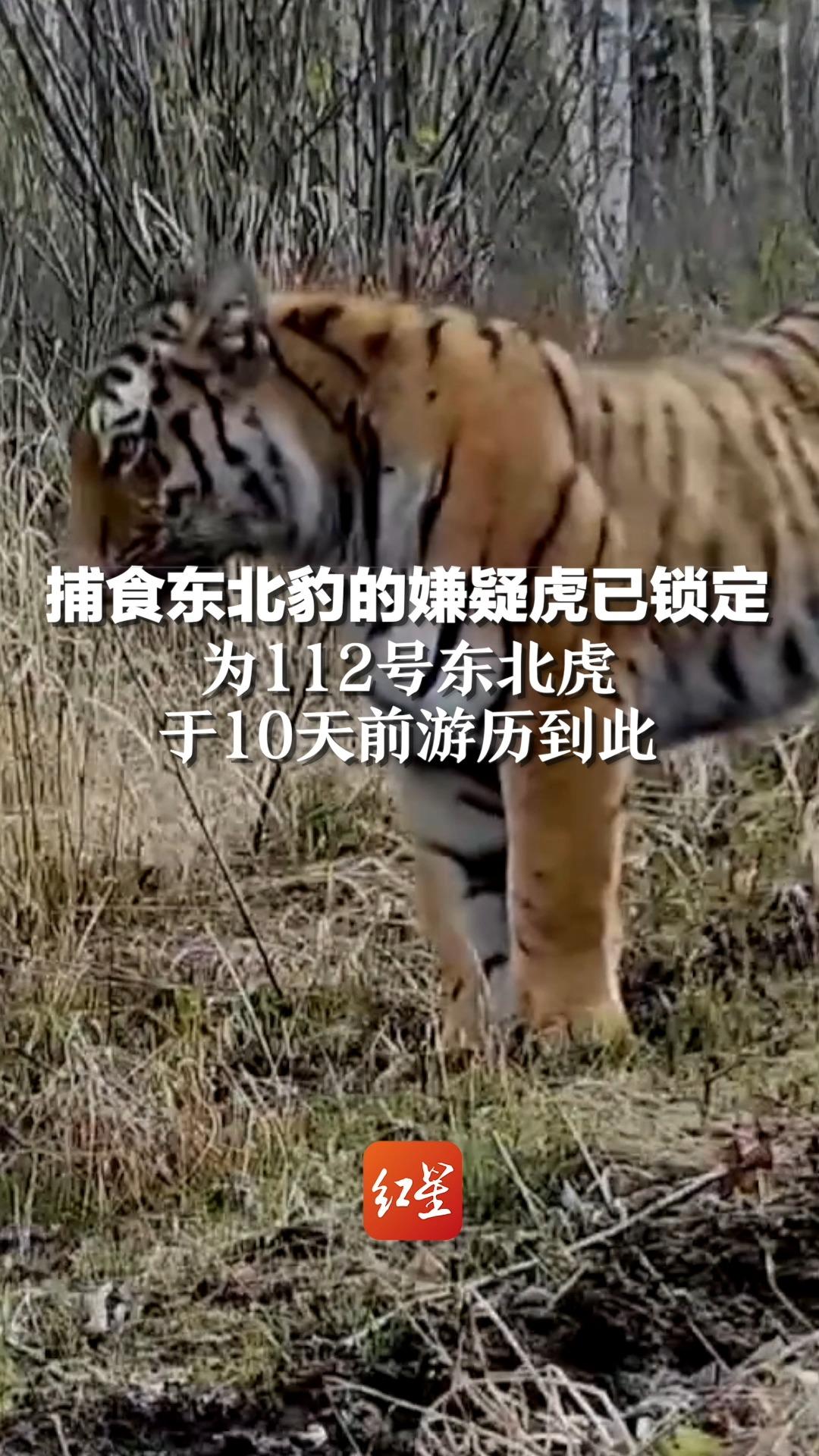 捕食东北豹的嫌疑虎已锁定：为112号东北虎，于10天前游历到此