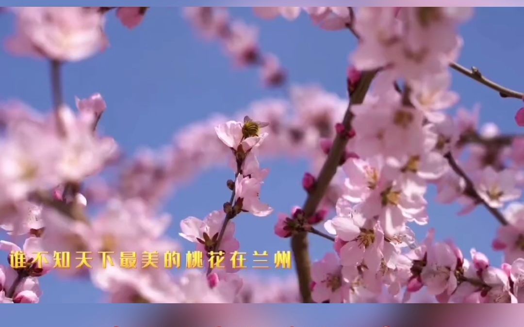 《幸福安宁》 #中国兰州网·音悦
