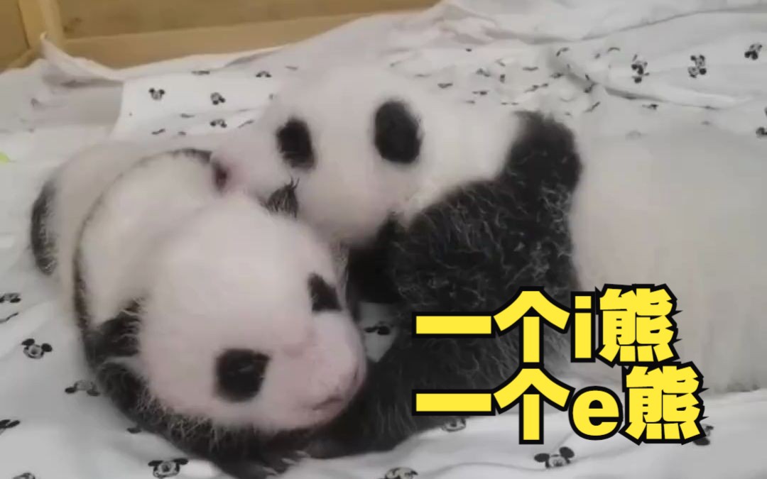 爱宝双胞胎一个i熊一个e熊