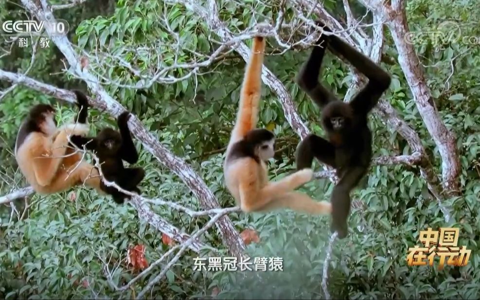 曾经被宣布物种灭绝 时隔半世纪重新被发现