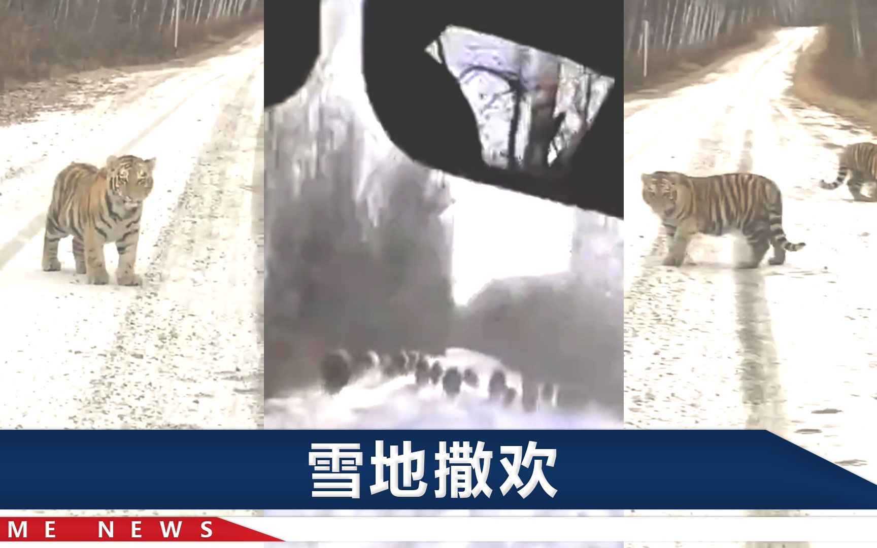 黑龙江大哥下乡，第一天遇到两只“拦路虎”，第二天遇到一群野猪