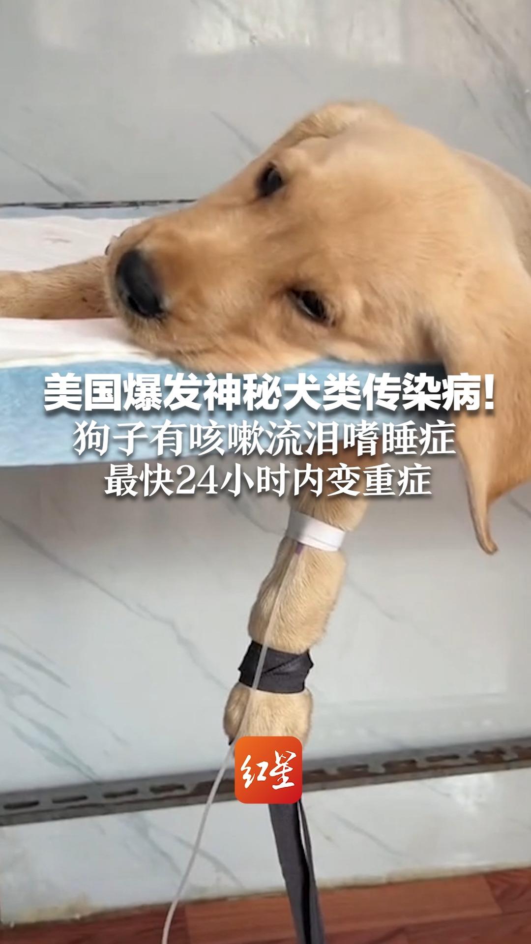 美国爆发神秘犬类传染病！ 狗子有咳嗽流泪嗜睡症状 最快24小时内变重症