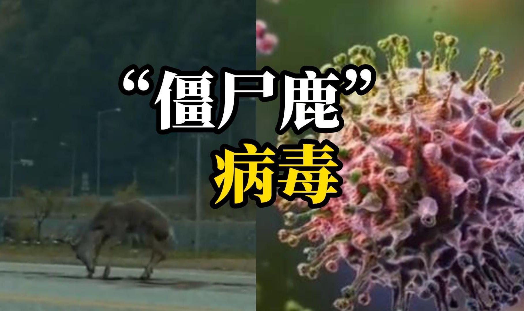 美国检测出高传染性“僵尸鹿”病毒，流行病学家：有传染人类的可能
