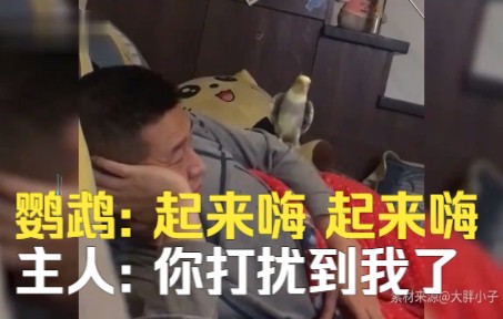 鹦鹉为让主人陪自己玩，疯狂唱歌企图吸引注意，最后一招让其安静