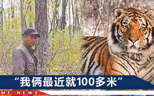 黑龙江男子称采野菜被老虎追着跑，工作人员放鞭炮警示