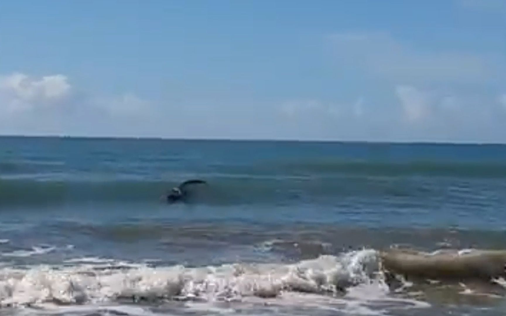 澳洲一男子钓鱼时发现海上漂浮着一根长木头 仔细一瞅吓一大跳！