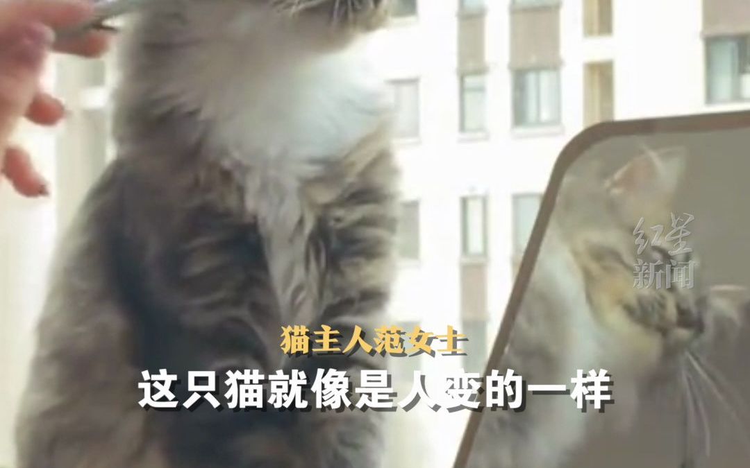 见主人化妆猫咪用爪子“暗示”。网友：这个主人猫语十级。