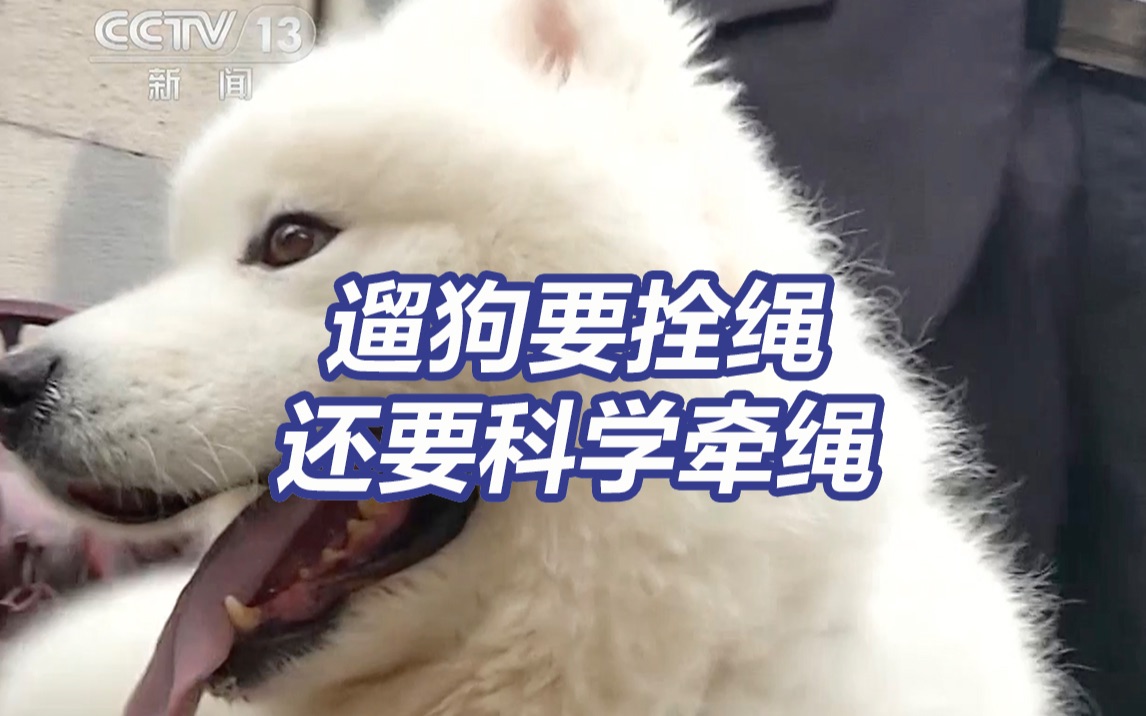 遛狗的正确姿势 遛狗一定要这样牵绳！