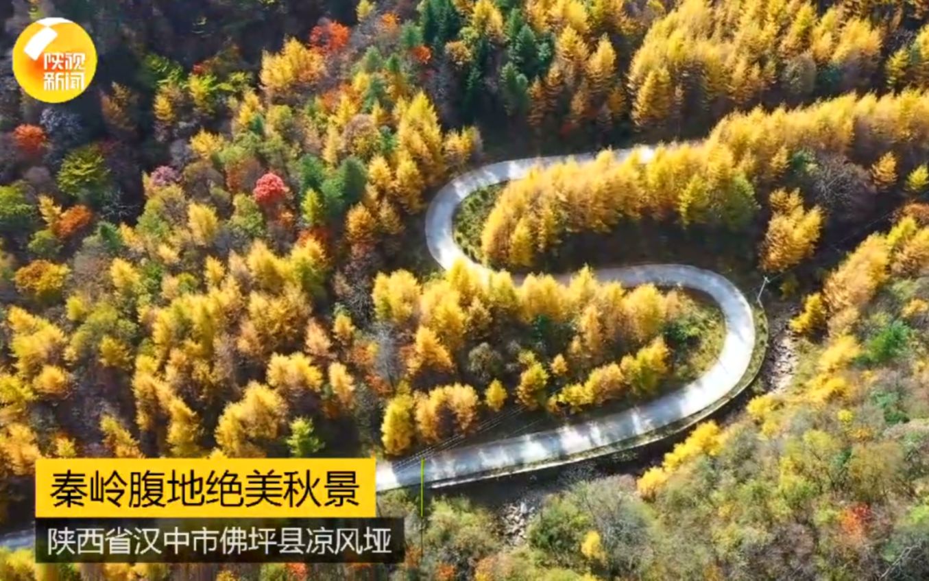 美！现在秦岭就是秋色该有的样子