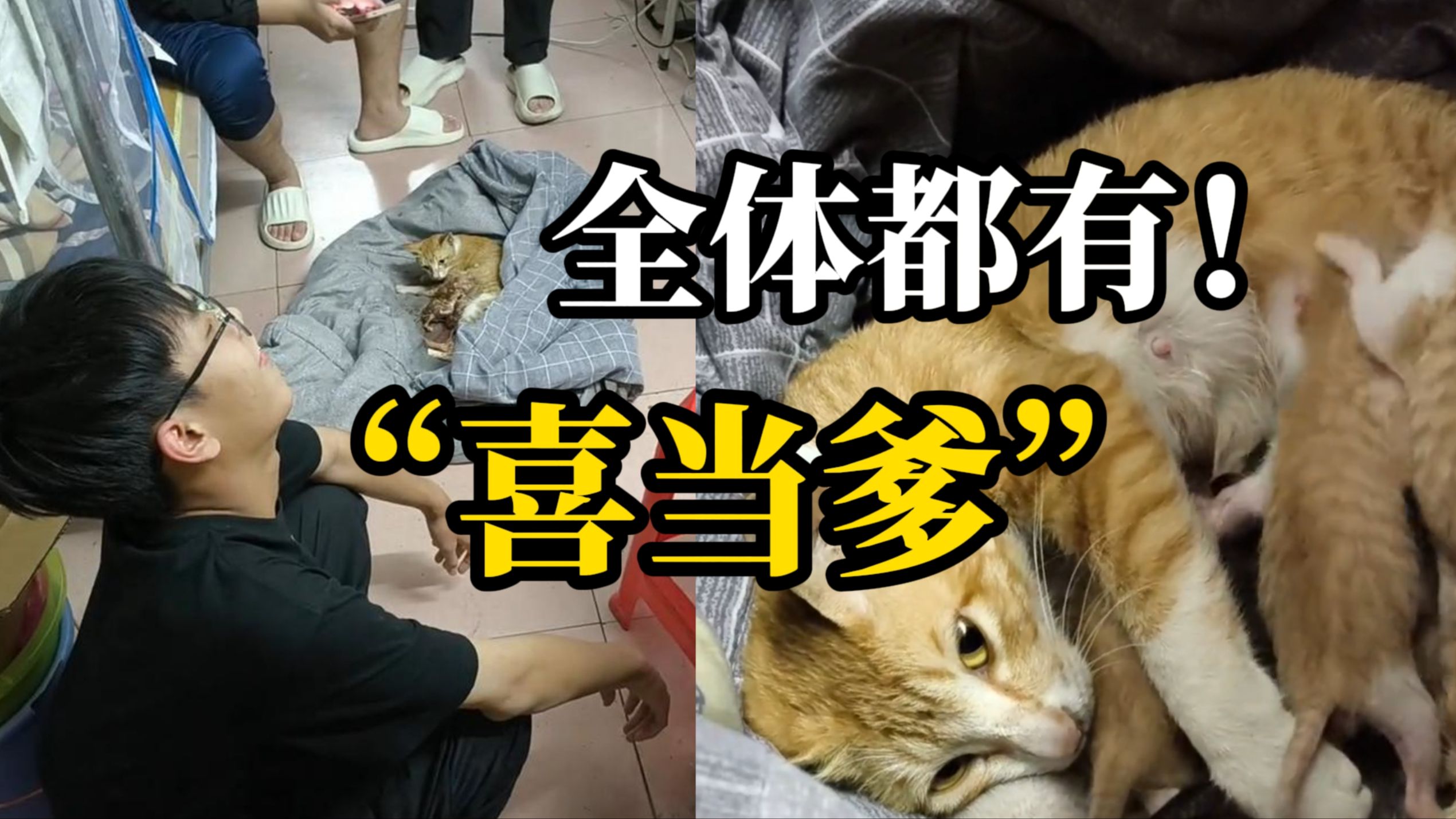 “突然当爸爸了”男生在宿舍打游戏时发觉不对劲 翻开被子发现流浪猫产下五只小猫