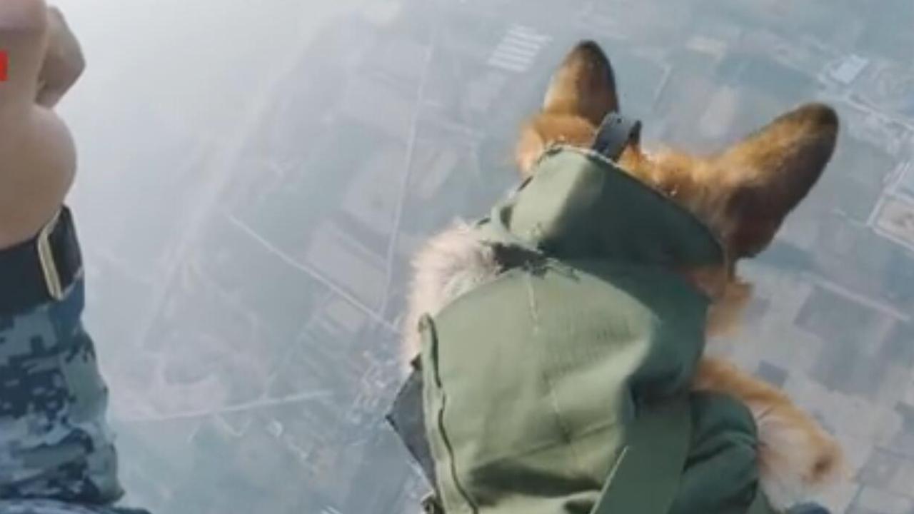 你见过空降兵带着空降犬使用双人翼伞高空跳伞吗？