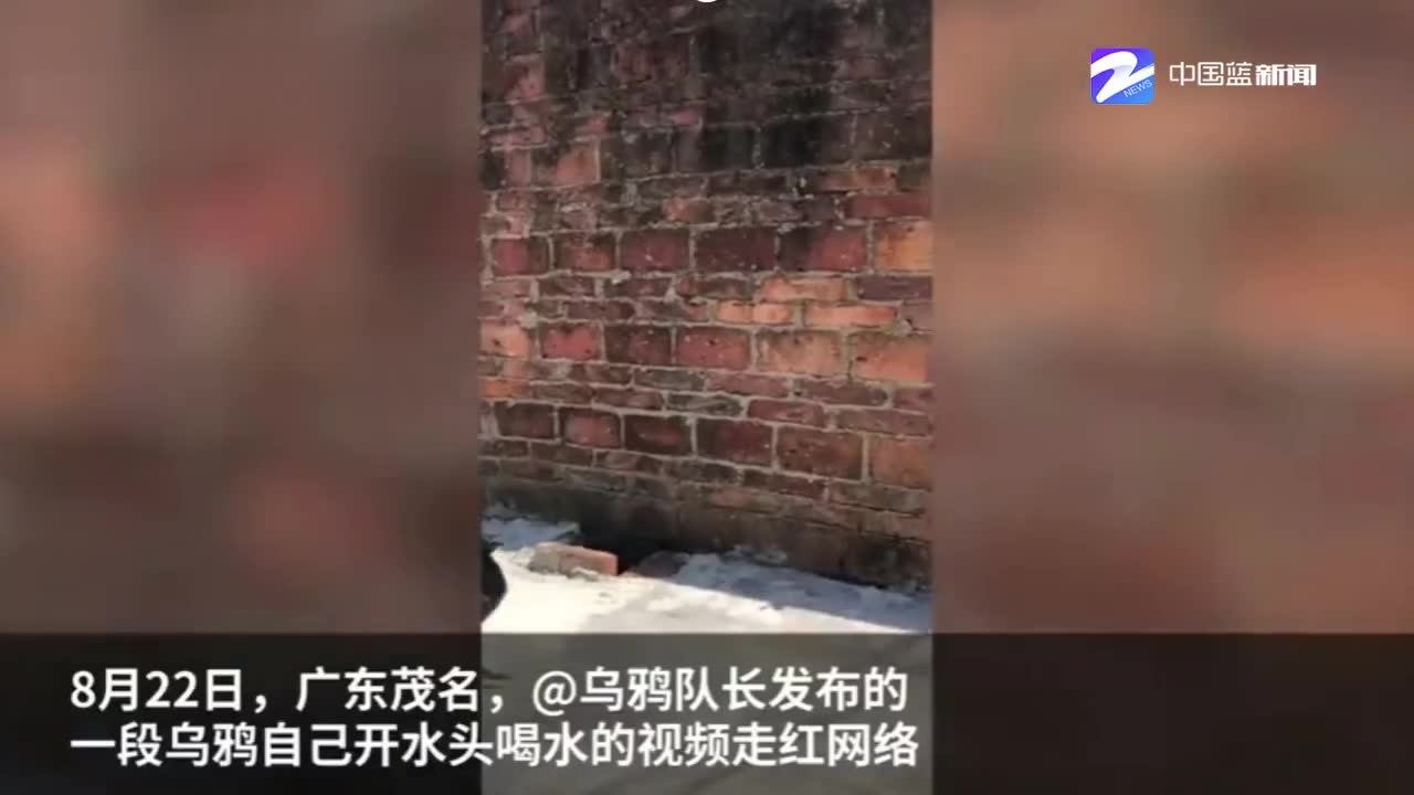 升级版乌鸦喝水！乌鸦自行开水龙头畅饮 主人：邻居投诉我才知道