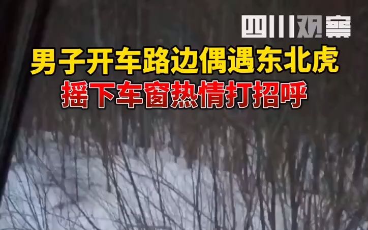 男子开车偶遇东北虎，停车热情打招呼！