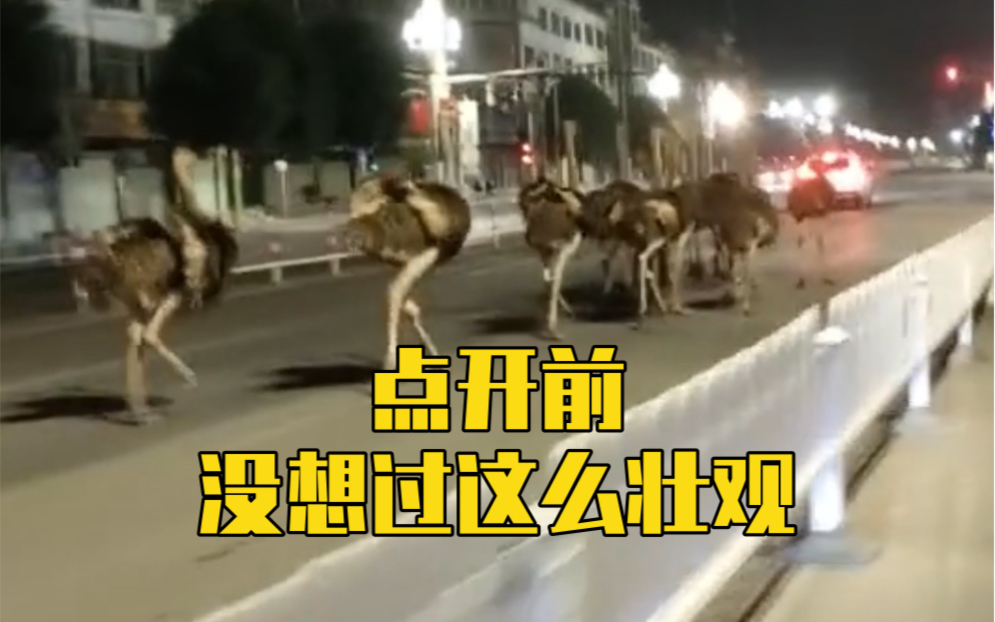 广西街头突现上百只鸵鸟极速狂奔