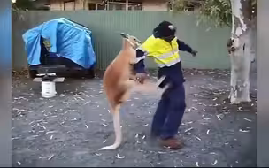 袋鼠同志，莫要惹事生非