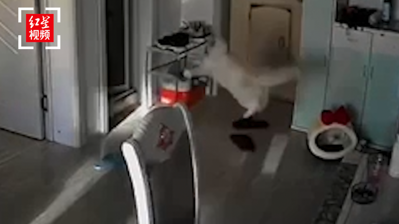 监控画面：沈阳燃气爆炸吓得小猫惊跳