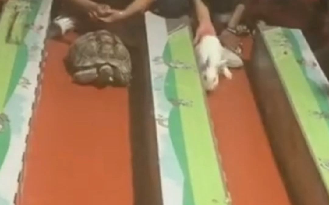 教科书照进现实系列，网友拍下真·龟兔赛跑