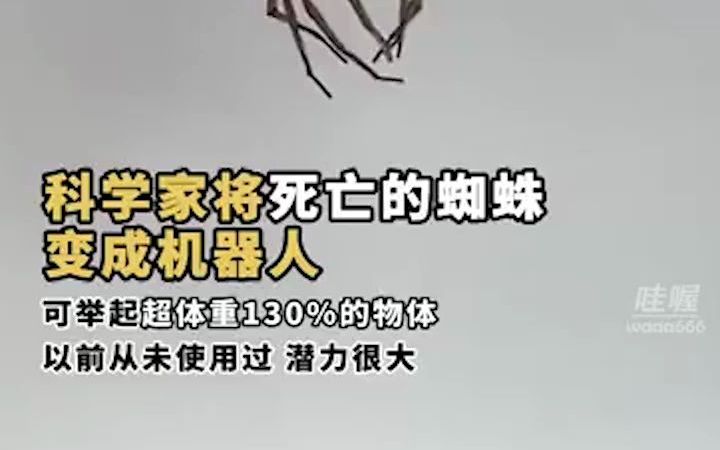 科学家将死去的蜘蛛变成可以抓取物品的“机器人”