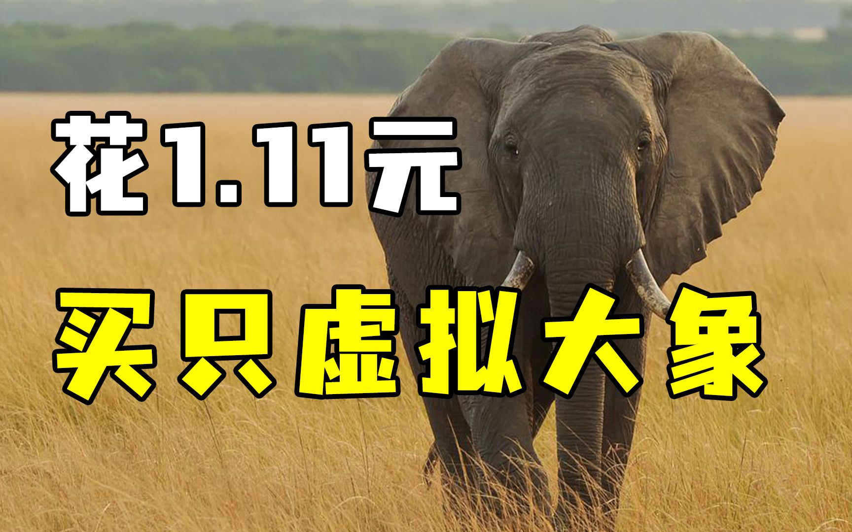 花1.11元网购野生大象，200天自己“走”上门，你会买吗？