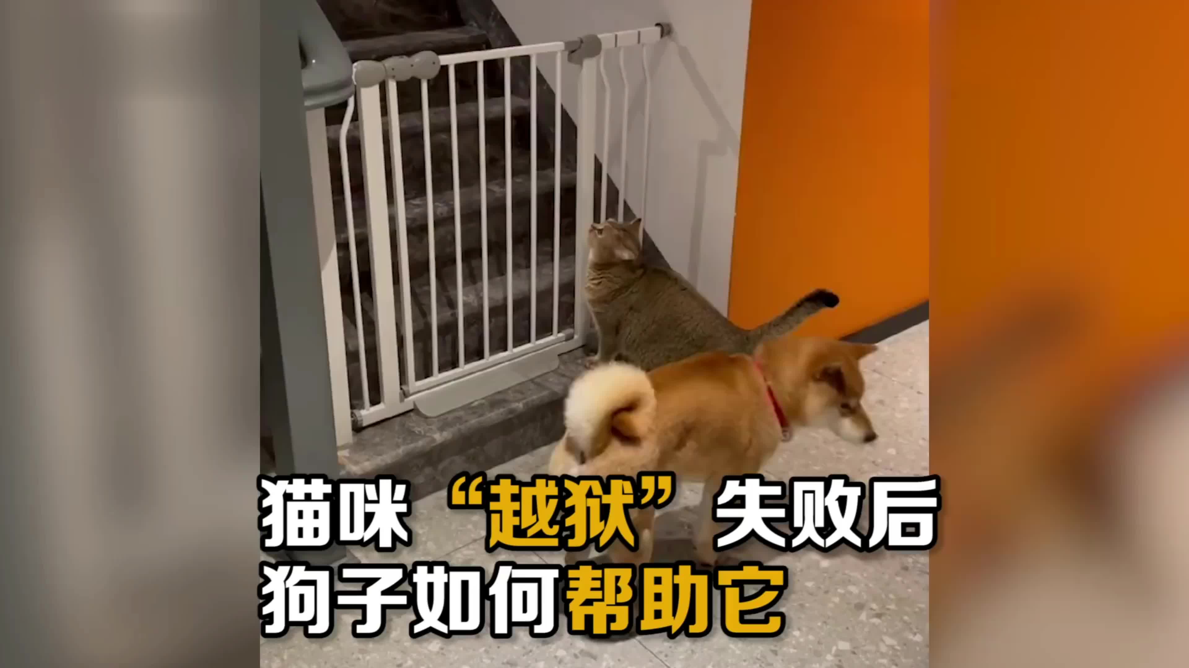 它扒拉我！帮倒忙狗子是认真的