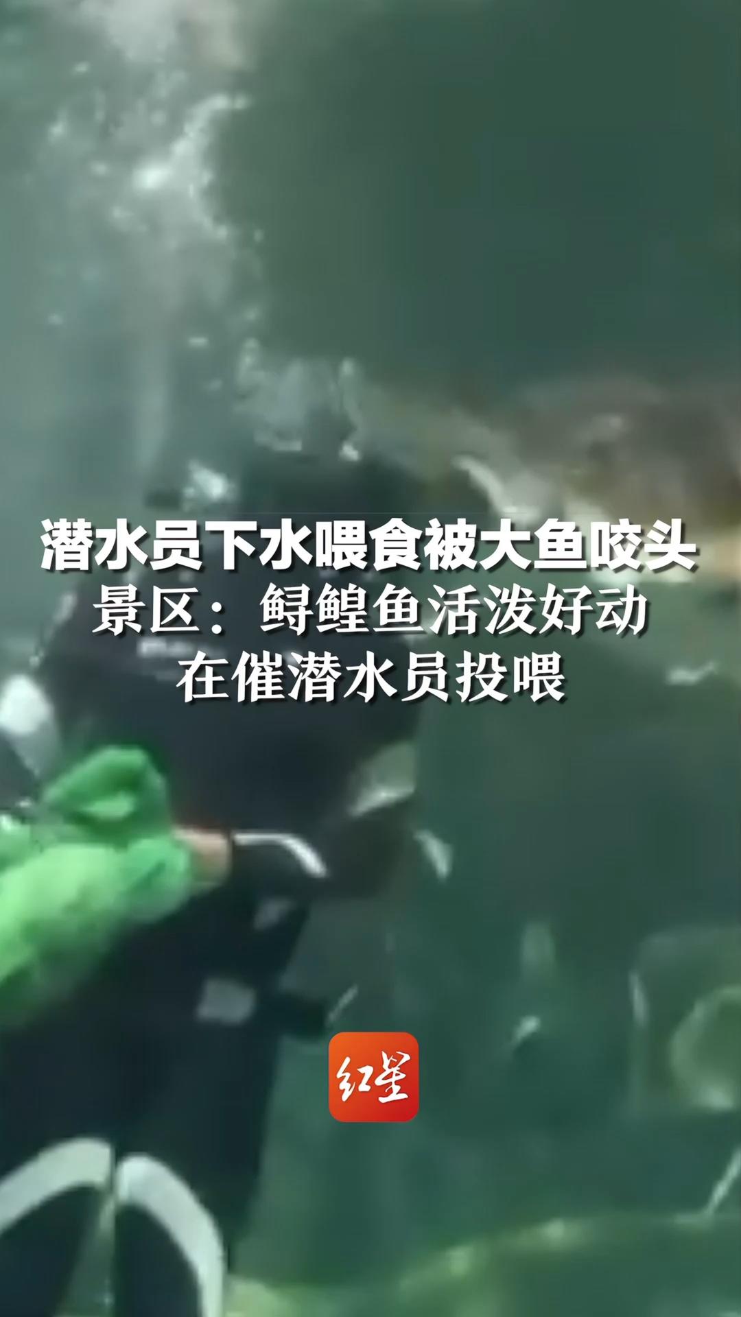 潜水员下水喂食被大鱼咬头，景区：鲟鳇鱼活泼好动，在催潜水员投喂