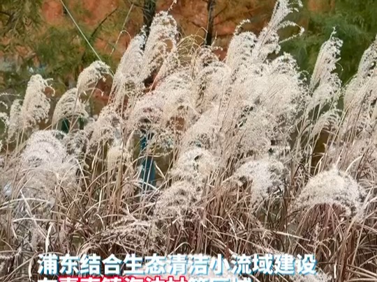 浦东积极推进林水复合湿地创新试点，成效初显#航拍浦东 【编导：董艺晖】