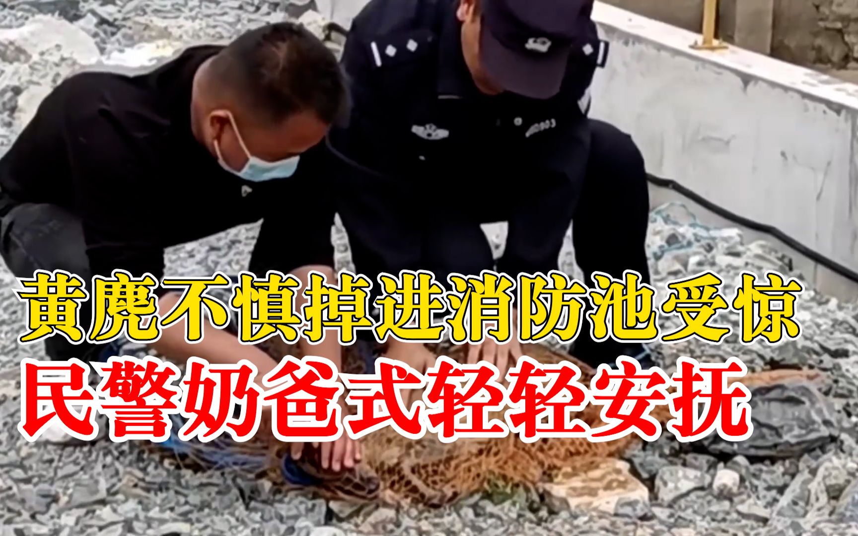 黄麂不慎掉进消防池中受惊，民警救出后哄睡式轻轻安抚