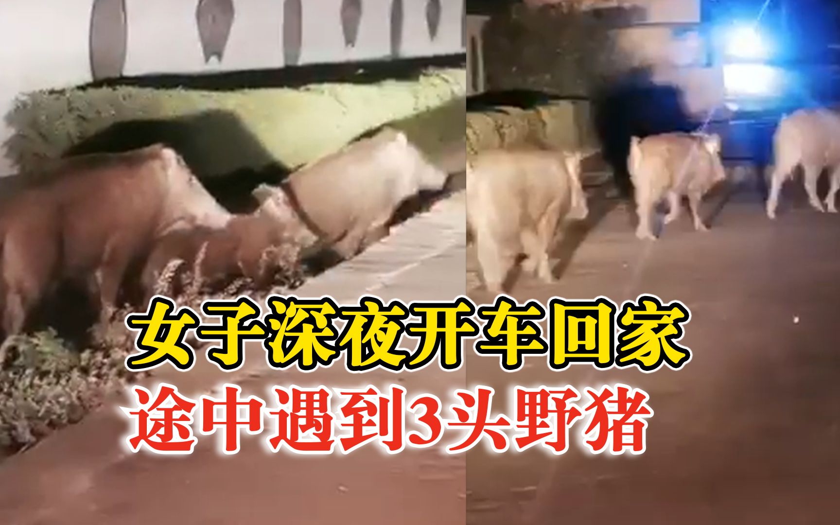 东北女子深夜开车回家遇3头野猪：像是一家子，一头长着獠牙