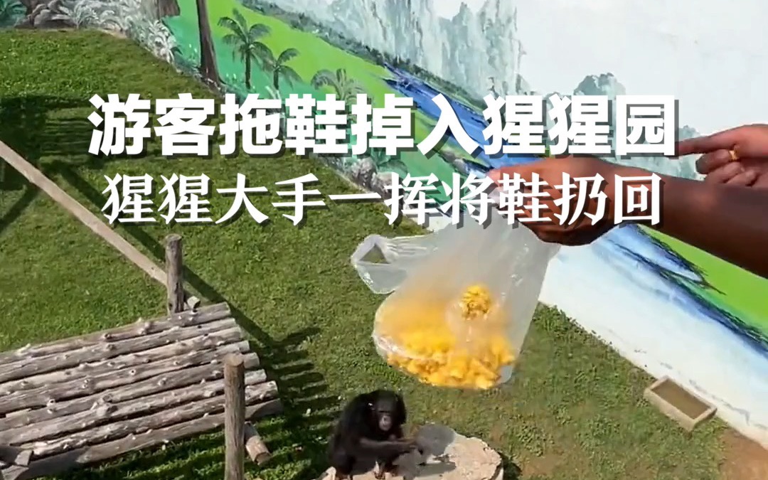 小朋友拖鞋不慎掉进猩猩园，大猩猩：一手交爆米花一手交拖鞋！