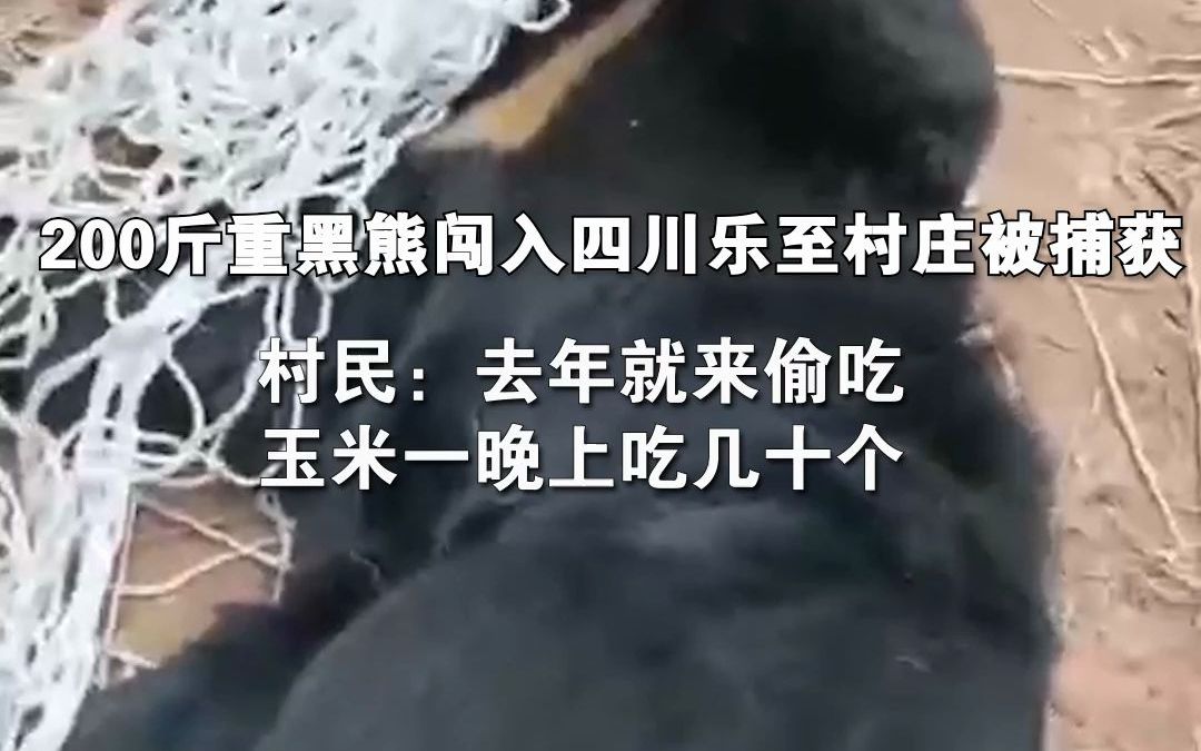 200斤重黑熊闯入四川乐至村庄被捕获 村民：去年就来偷吃 玉米一晚上吃几十个
