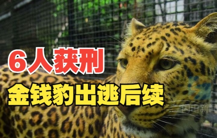 杭州金钱豹出逃事件6人获刑 第三只金钱豹至今下落不明