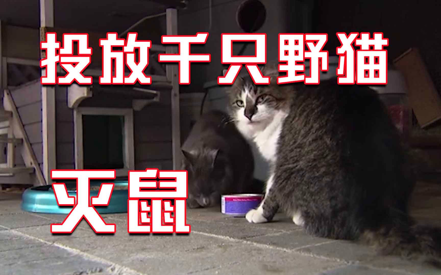 “老鼠之都”！美国芝加哥鼠患加剧 当地投放千只野猫上街灭鼠