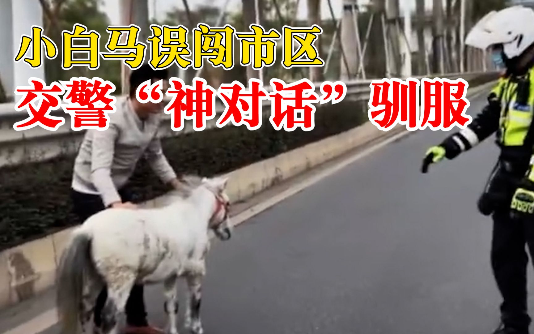 小白马误闯市区交警神对话驯服：引导安全位置，联系主人带回
