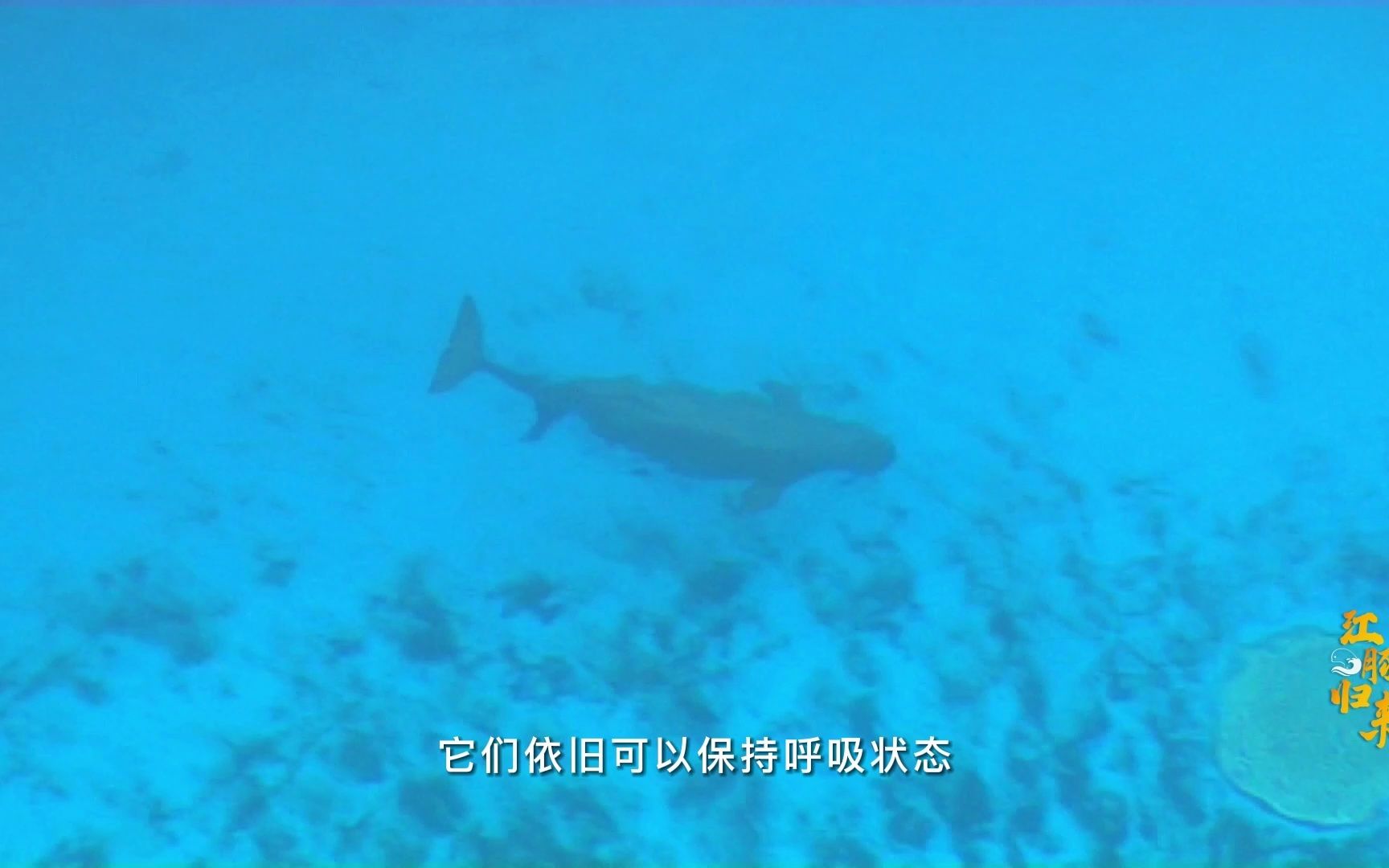 《江豚归来》— 危机