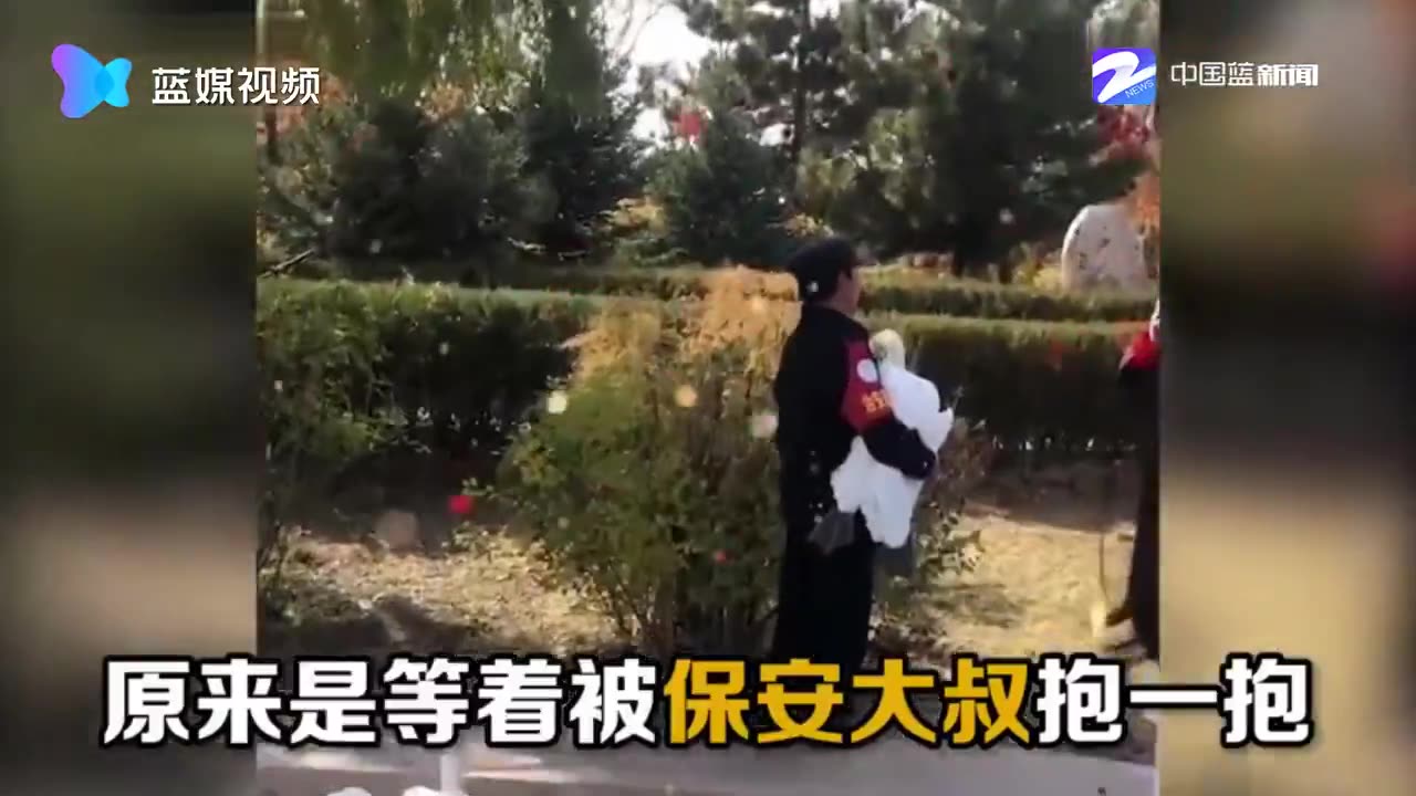 谁还不是个宝宝了！校园里天鹅排队等抱抱