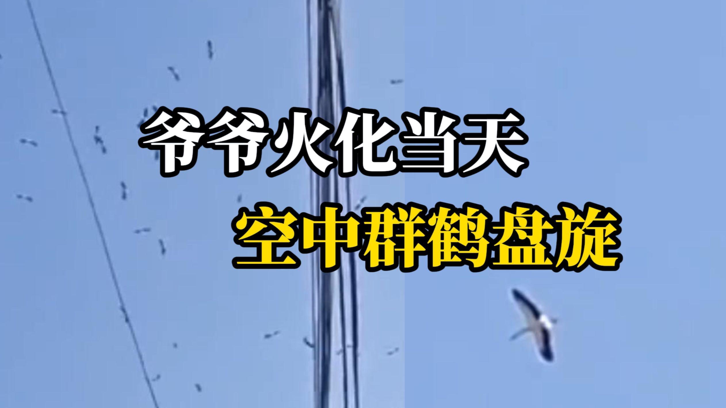 88岁爷爷去世火化当天家人回家路上 空中群鹤盘旋 孙子:飞了10多分钟才离去