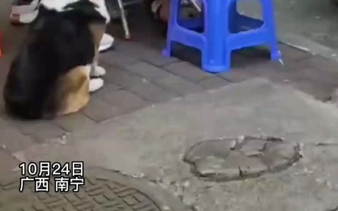 柯基在牛杂店蹭吃长膘 主人无奈贴标签禁止投喂