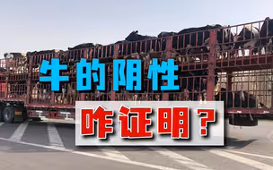 证明牛是阴性才能下高速，货车司机大为疑惑：牛会感染新冠肺炎？