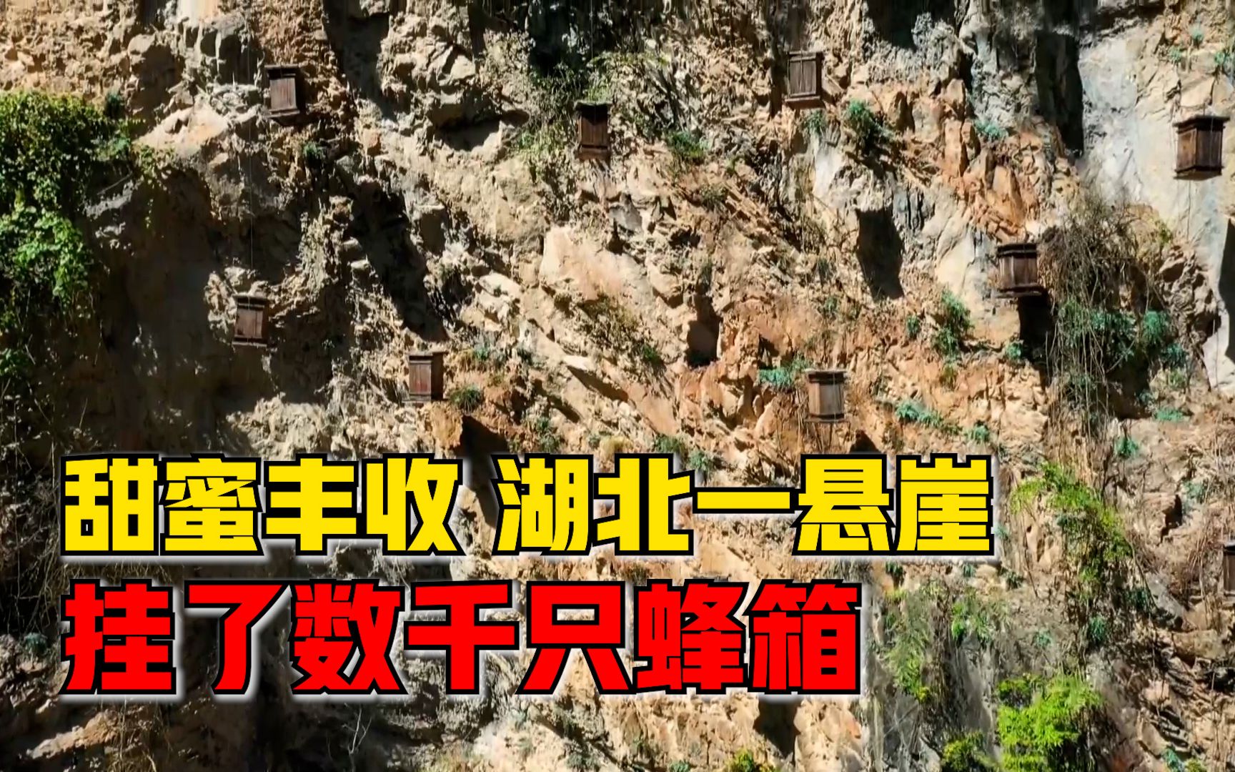 甜蜜丰收！湖北一悬崖挂了数千只蜂箱，蜂农：一箱平均收入2000元