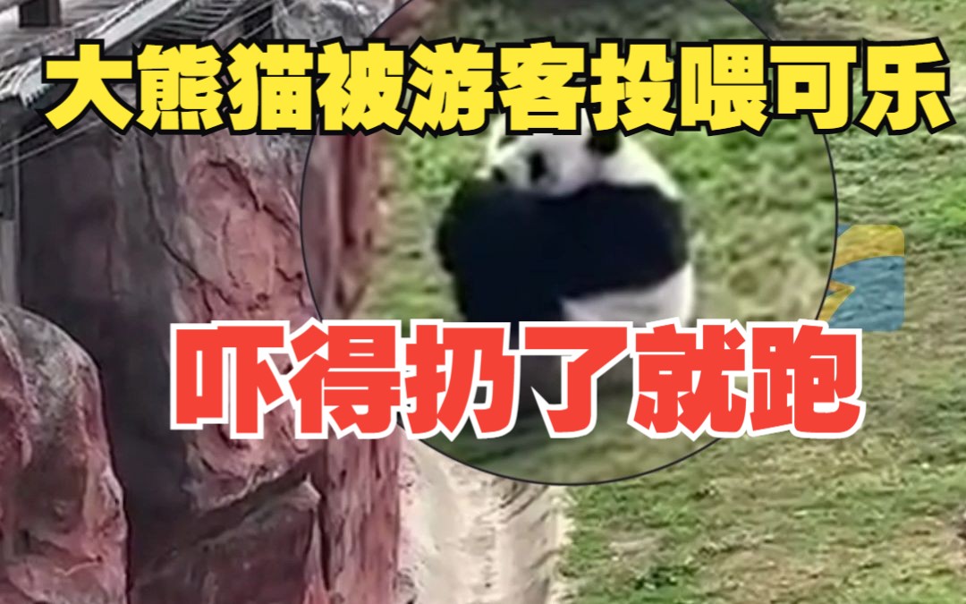 大熊猫被游客投喂可乐！开盖瞬间被喷一身，吓得扔了就跑