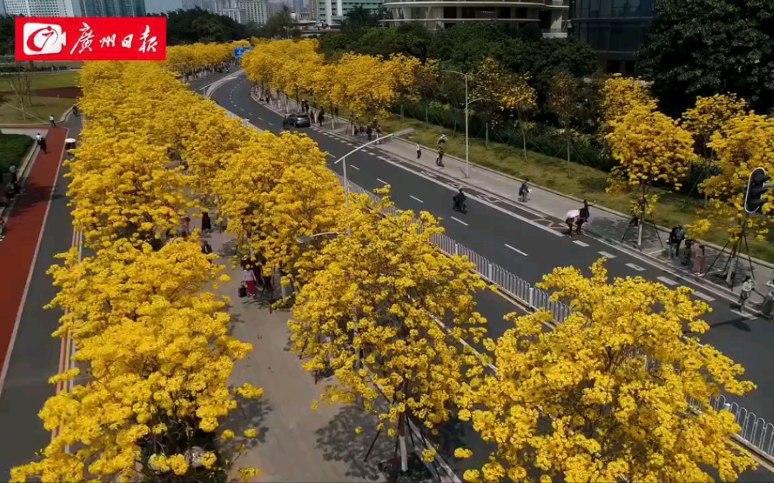 3月的广州，“好似行花街啊”