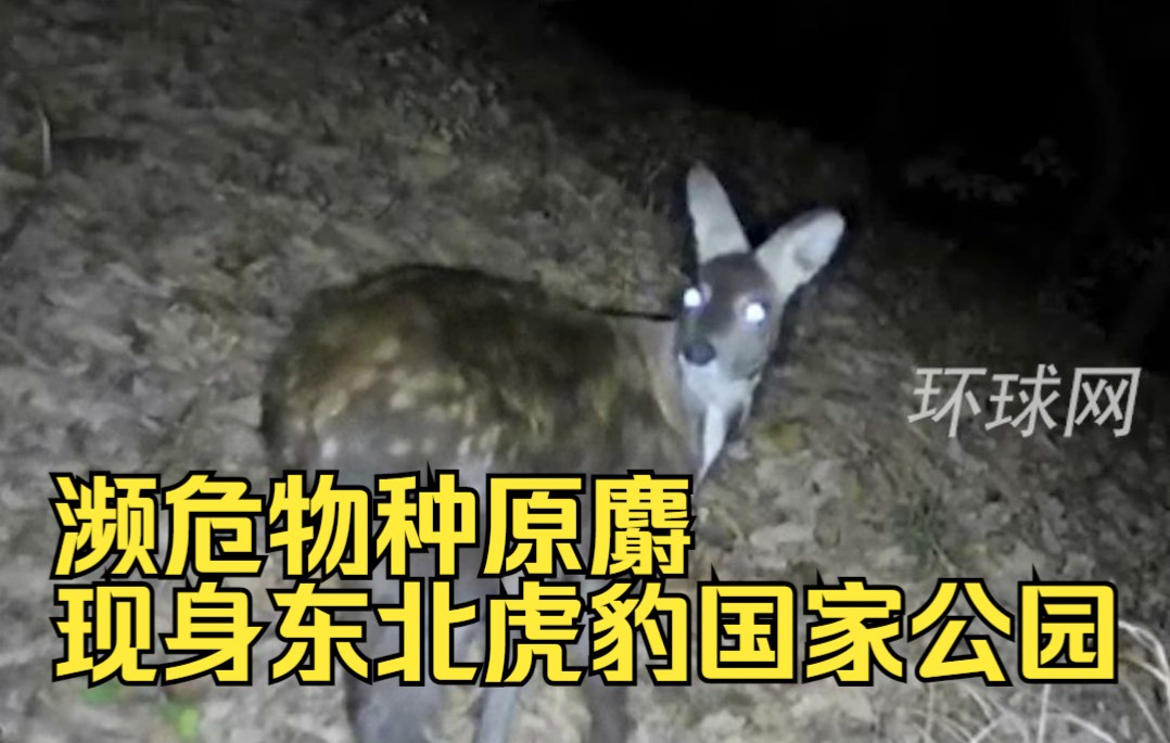 罕见！濒危物种原麝现身东北虎豹国家公园，时隔9年再次拍到