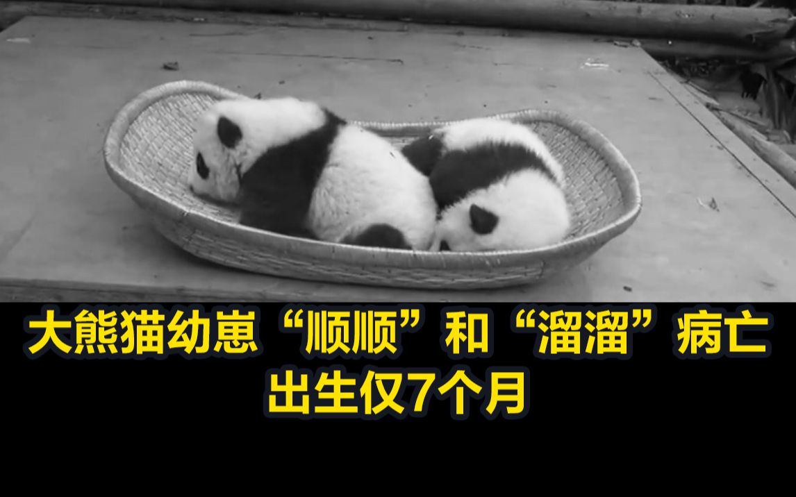 大熊猫幼崽“顺顺”和“溜溜”病亡，出生仅7个月
