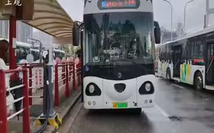 萌翻了！上海熊猫公交车上路运营，黄浦、徐汇滨江又添新风景